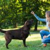 obedience training for dogs